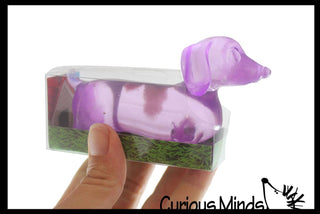 Sugar Dachshund Dog